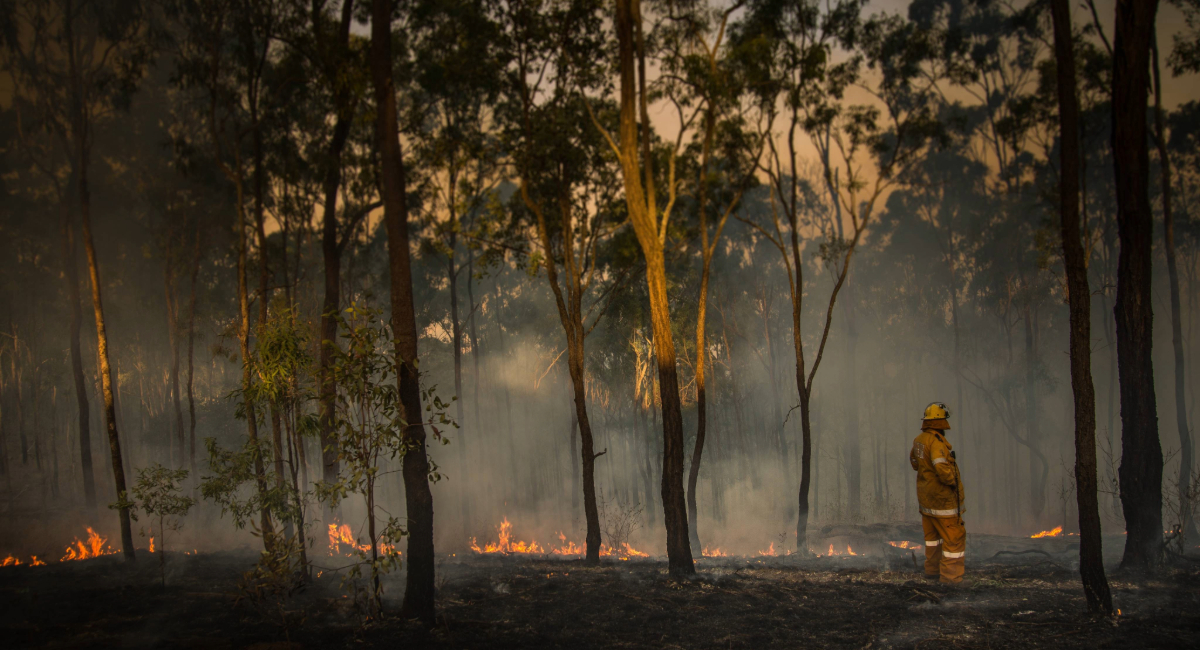 A firefighter standing int he middle of a bushfire